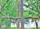 High winds near Mexia leave some tree damage, power outage around lake