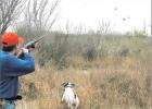 TPWD’s roadside surveys show optimism for quail season