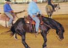 Stock horse clinic no one-trick pony