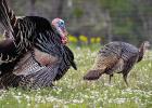 Experts predicting solid turkey season